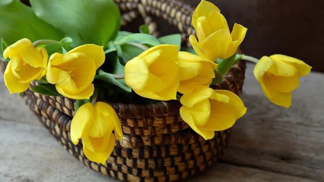 Żółte tulipany w koszyku